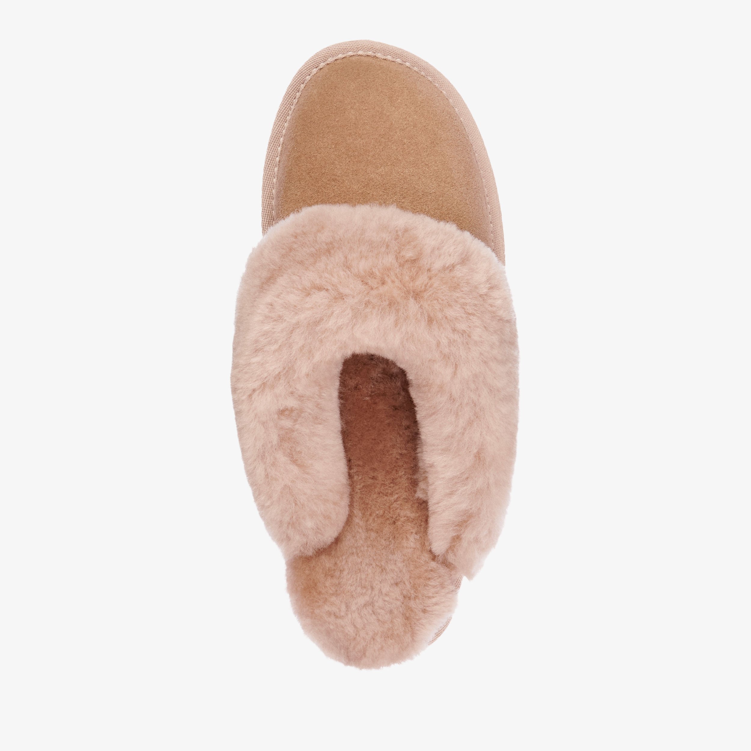 Jolie CAMEL | EMU Australia