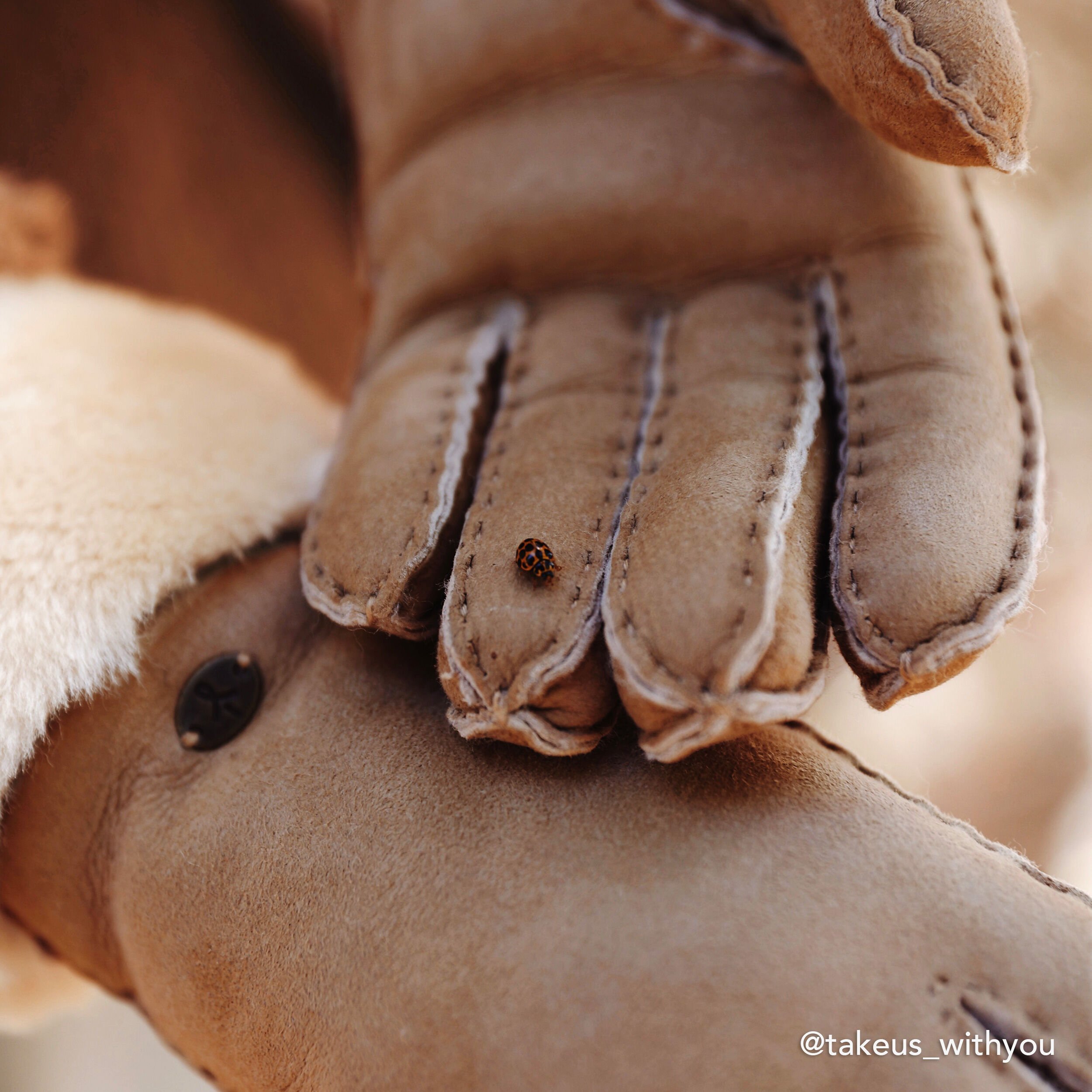 EMU Australia Apollo Bay Gloves ライトベージュ EMU Australia 国内正規品 エミュ オーストラリア 手袋 Apollo
